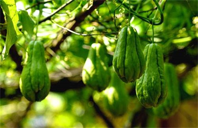 佛手瓜 繁殖 方法