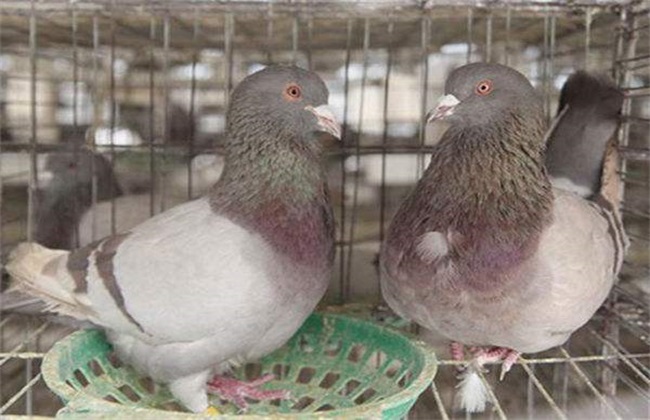 肉鸽多少钱一斤