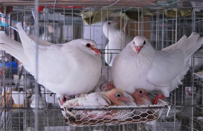 肉鸽 多少钱 一斤