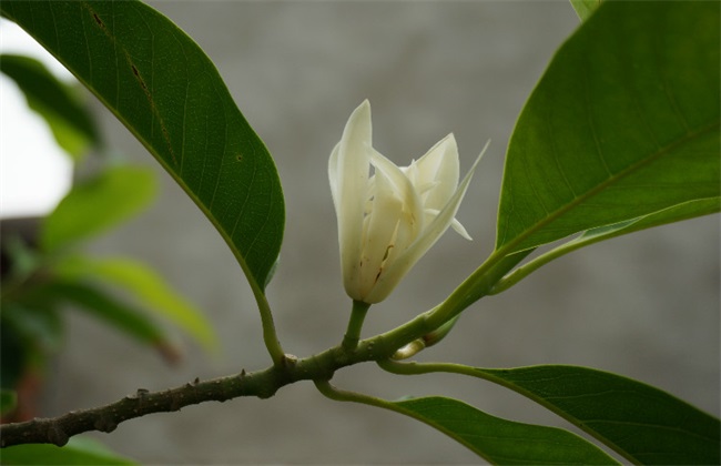 黄桷兰 繁殖 方法