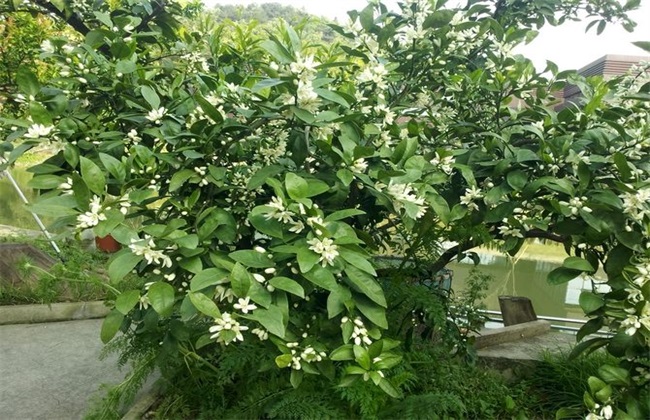 4月柑橘 管理技术 要点