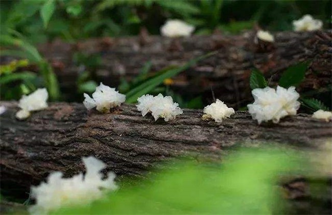 银耳 生长 环境要求