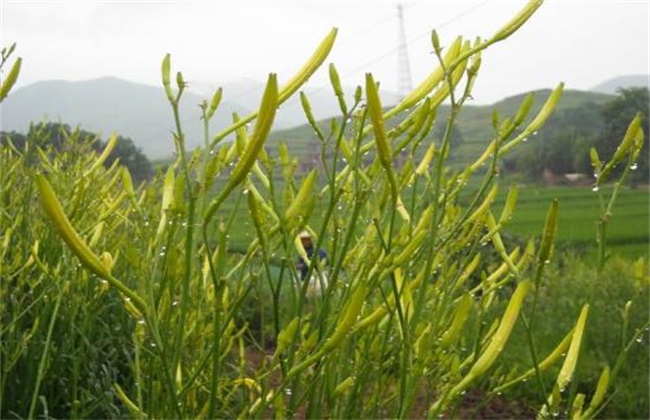 黄花菜 育苗 技术