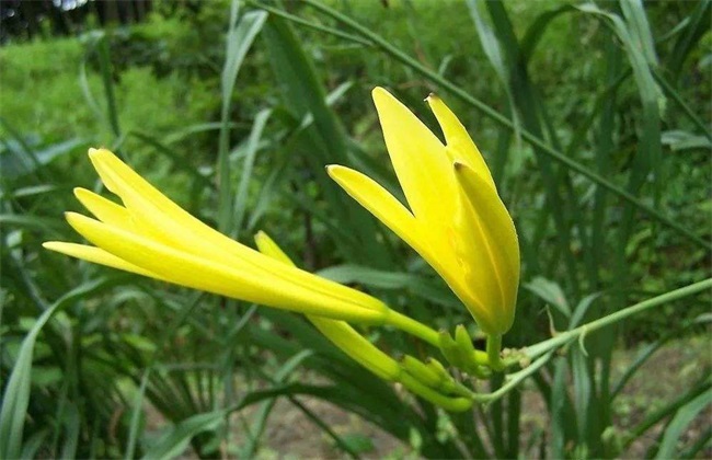 黄花菜 育苗 技术
