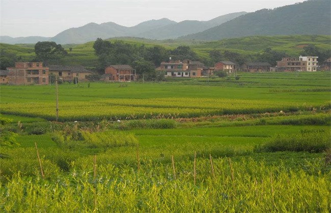 黄花菜 育苗 技术