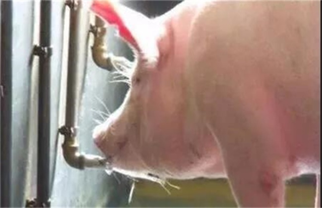 猪异食癖