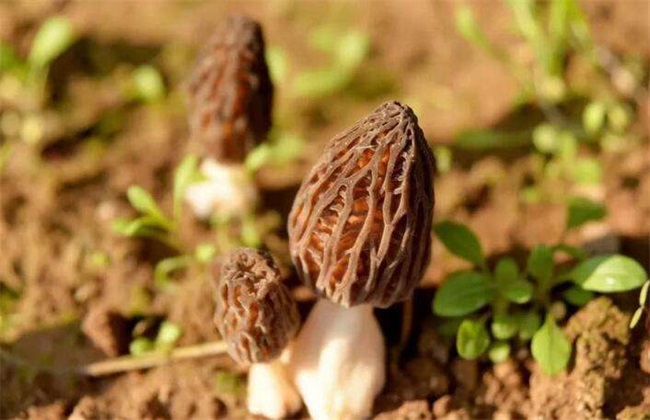 羊肚菌种植效益分析