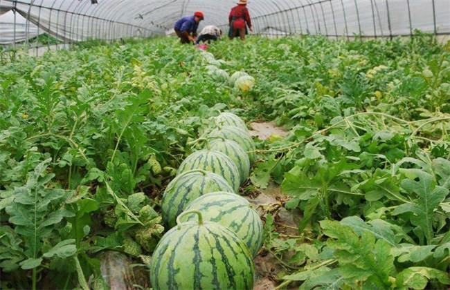 亩收益上万 种植品种 香椿