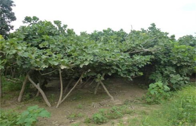 无花果不结果原因