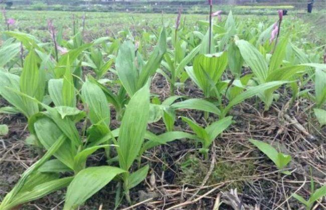 种10亩白芨 补贴 成本 利润
