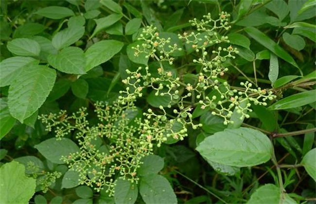 乌蔹莓 栽培技术 日常管理