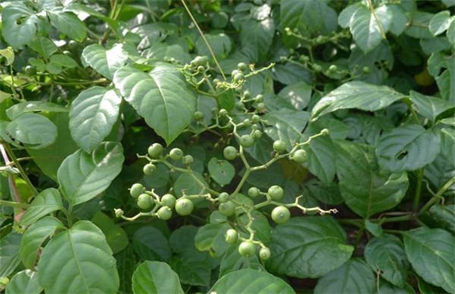 乌蔹莓 栽培技术 日常管理