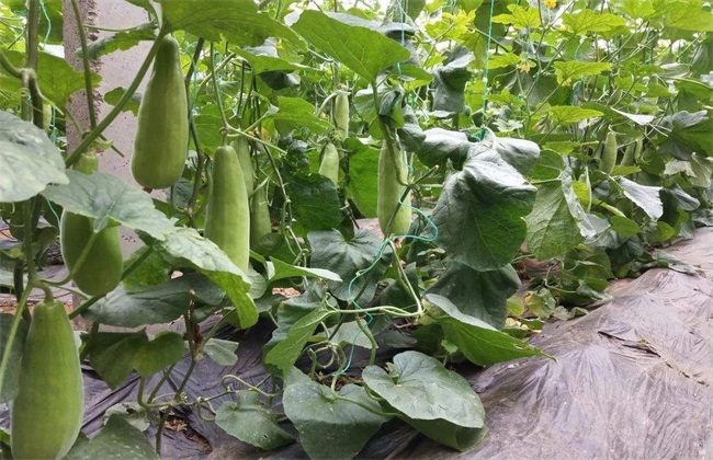 羊角蜜 栽培技术 田间管理