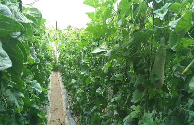 羊角蜜 栽培技术 田间管理
