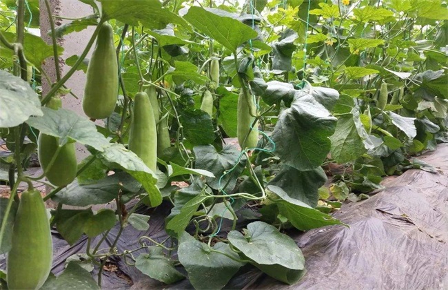 羊角蜜 多少钱一斤 种植前景