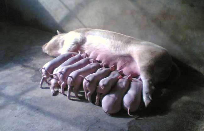 母猪 产后护理 母猪养殖