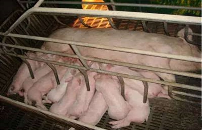 母猪 饲养管理 母猪管理