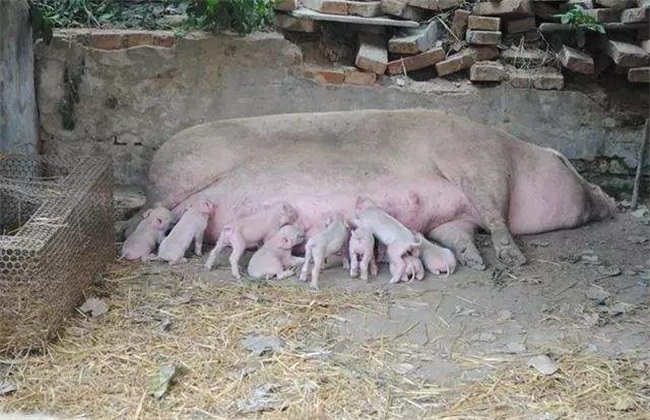 母猪 饲养管理 母猪管理