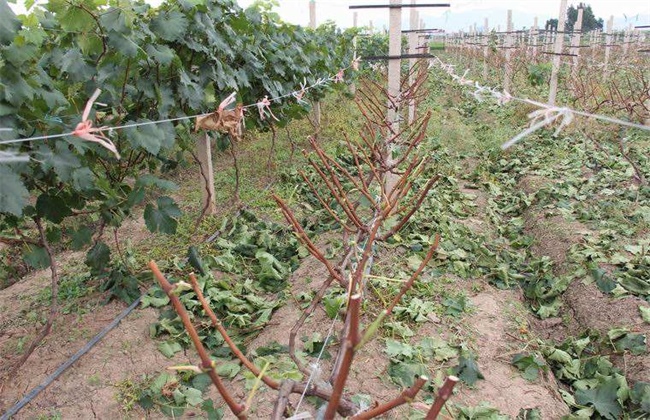 夏黑葡萄种植管理技术