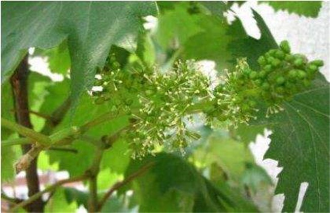 葡萄拉花技术