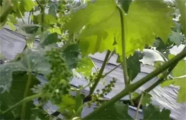 葡萄拉花技术