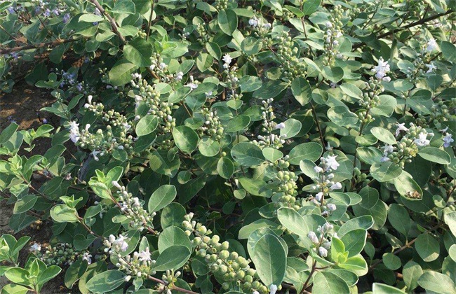 蔓荆子 价格多少一斤 种植前景