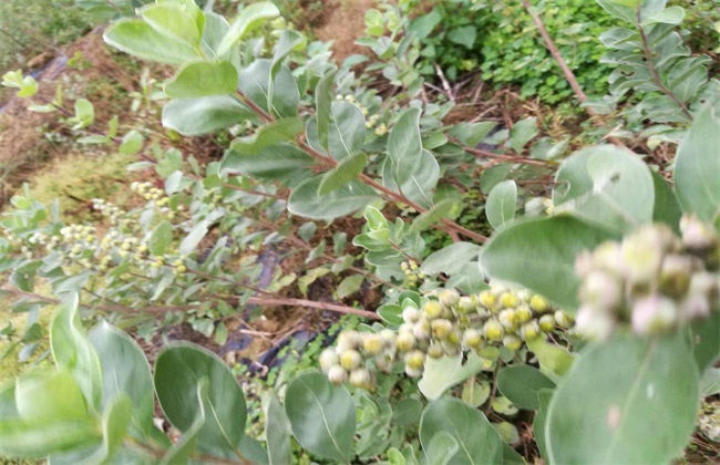 蔓荆子 价格多少一斤 种植前景