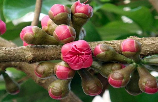 如何促进莲雾花芽分化