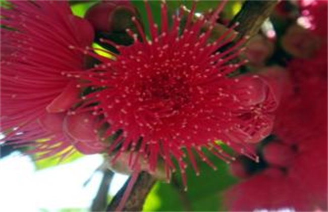 如何促进莲雾花芽分化