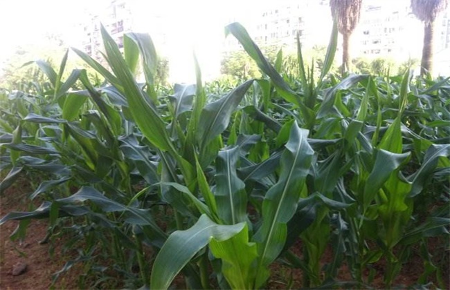 玉米不抽雄穗原因及防治措施