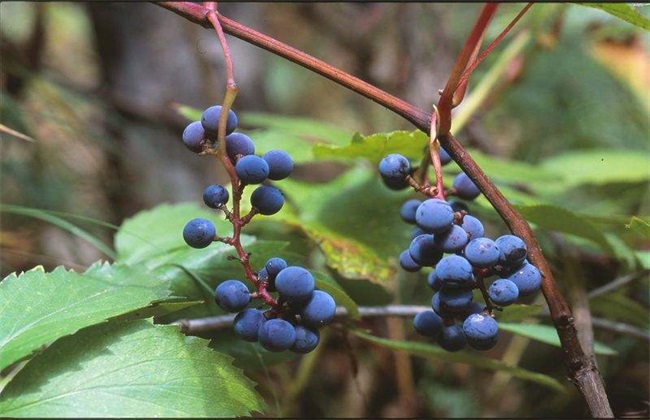 挂果