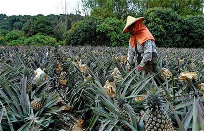 菠萝采收期注意事项
