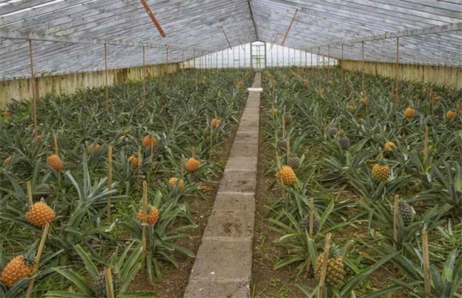 菠萝采收期注意事项