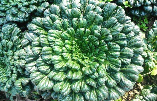 乌塌菜怎么种