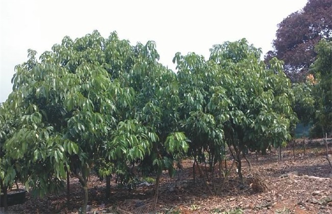 荔枝 施肥方法 施肥时期