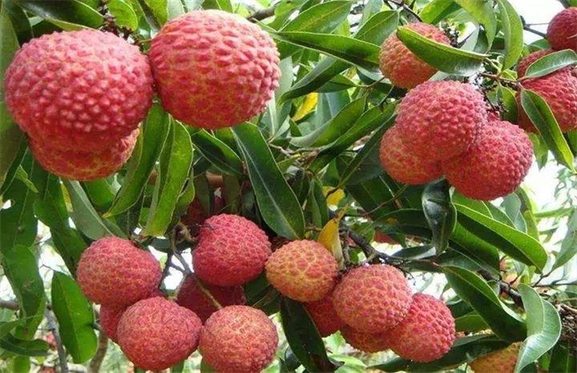 荔枝 施肥方法 施肥时期
