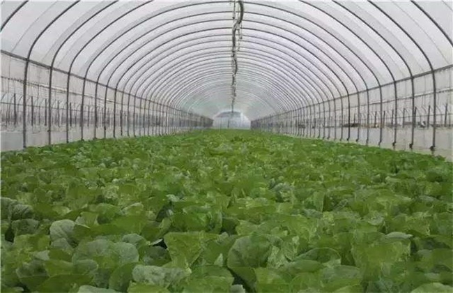 大棚蔬菜施肥
