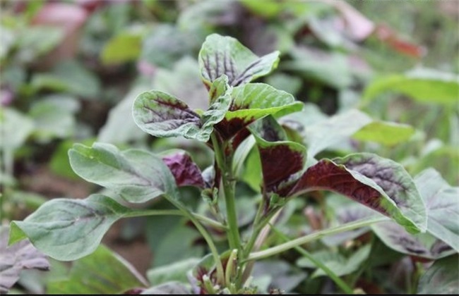 苋菜 种植技术 高产种植