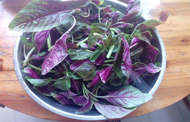 苋菜 种植技术 高产种植
