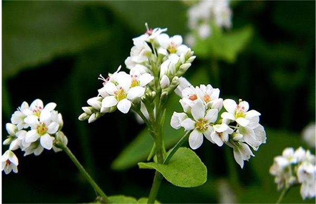开花