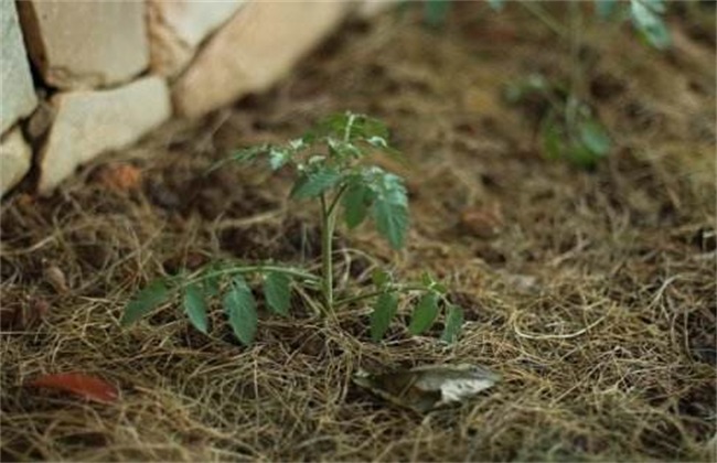 番茄 定植后 管理技术