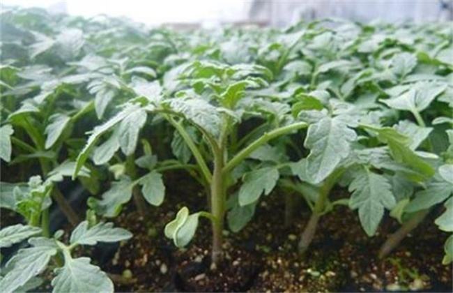 番茄 定植后 管理技术