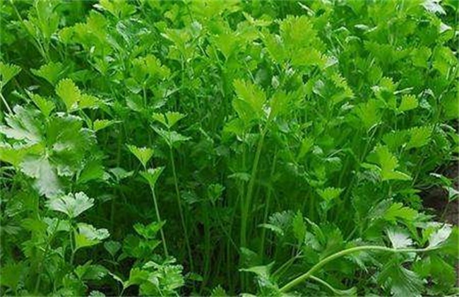 香菜施肥方法