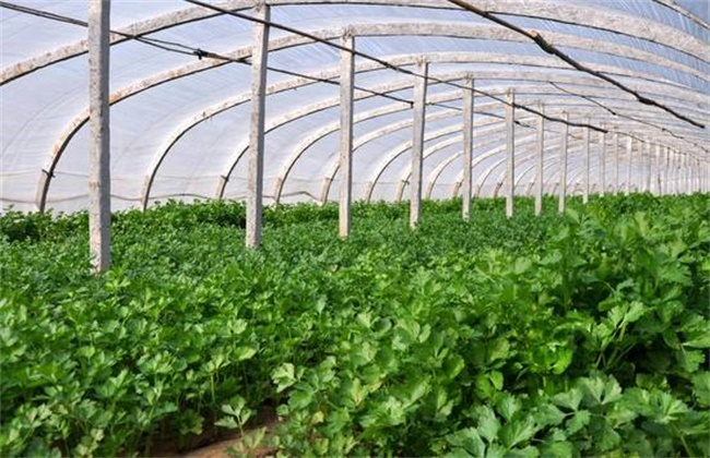 香菜施肥方法