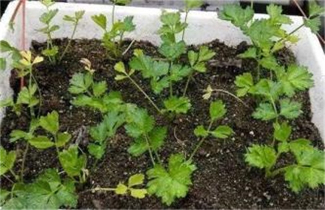 香菜施肥方法
