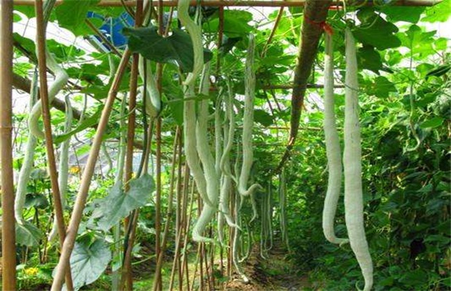 蛇瓜多少钱一斤