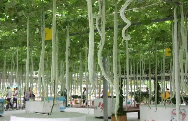 蛇瓜种植注意事项