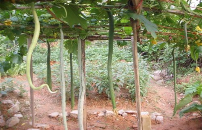 蛇瓜种植注意事项