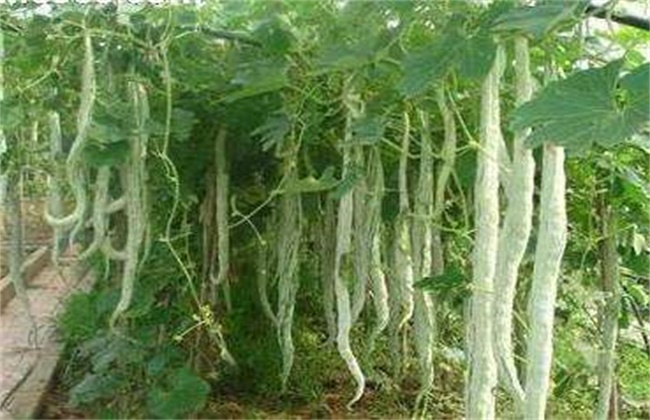 蛇瓜种植注意事项