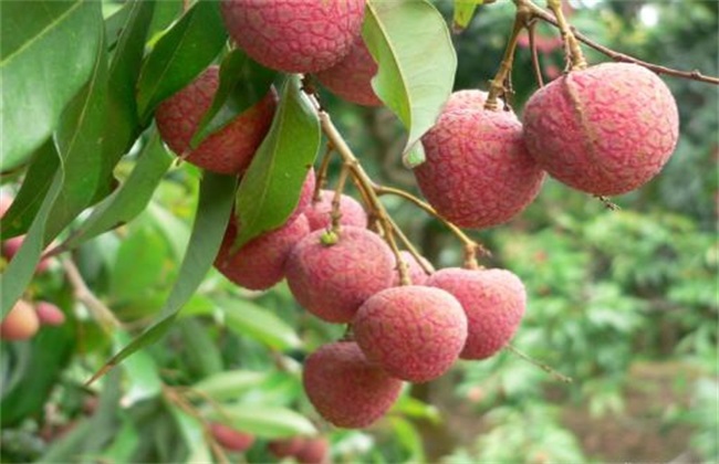 荔枝 生长环境 种植要求